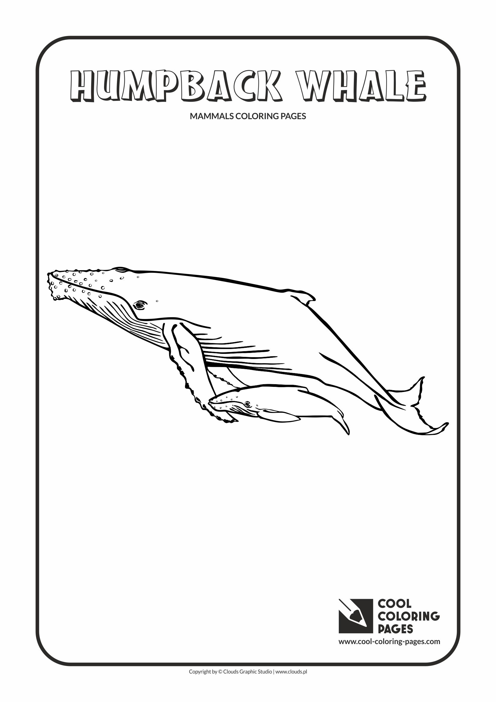 humpback whale coloring pages