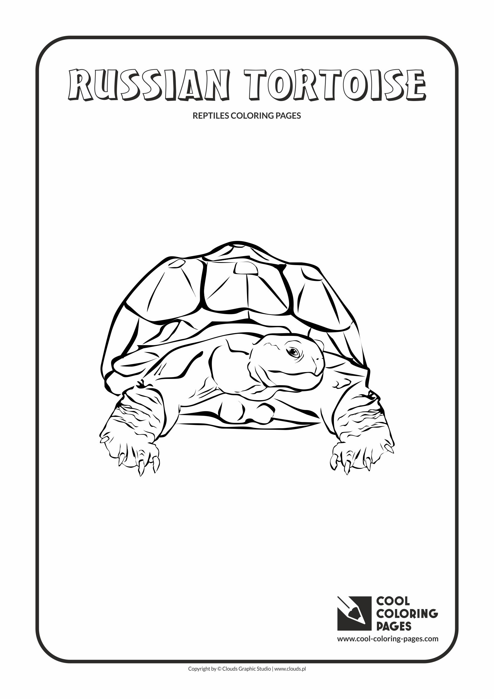 Amphibians Reptiles Coloring Pages Cool Animals Russian Tortoise Page Alphabet