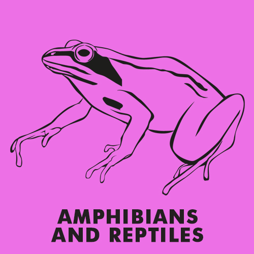 Educational coloring pages - Amphibians and reptiles
