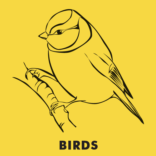 Educational coloring pages for kids - Animals / Birds