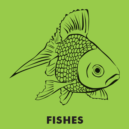 Educational coloring pages - Fishes