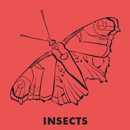 Educational coloring pages - Insects