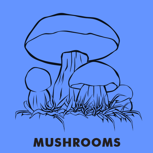 Educational coloring pages - Mushrooms