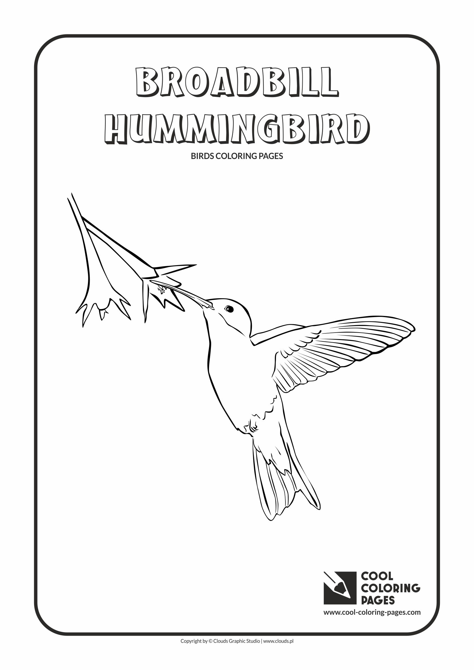 Cool Coloring Pages - Animals / Broadbill hummingbird / Coloring page with broadbill hummingbird