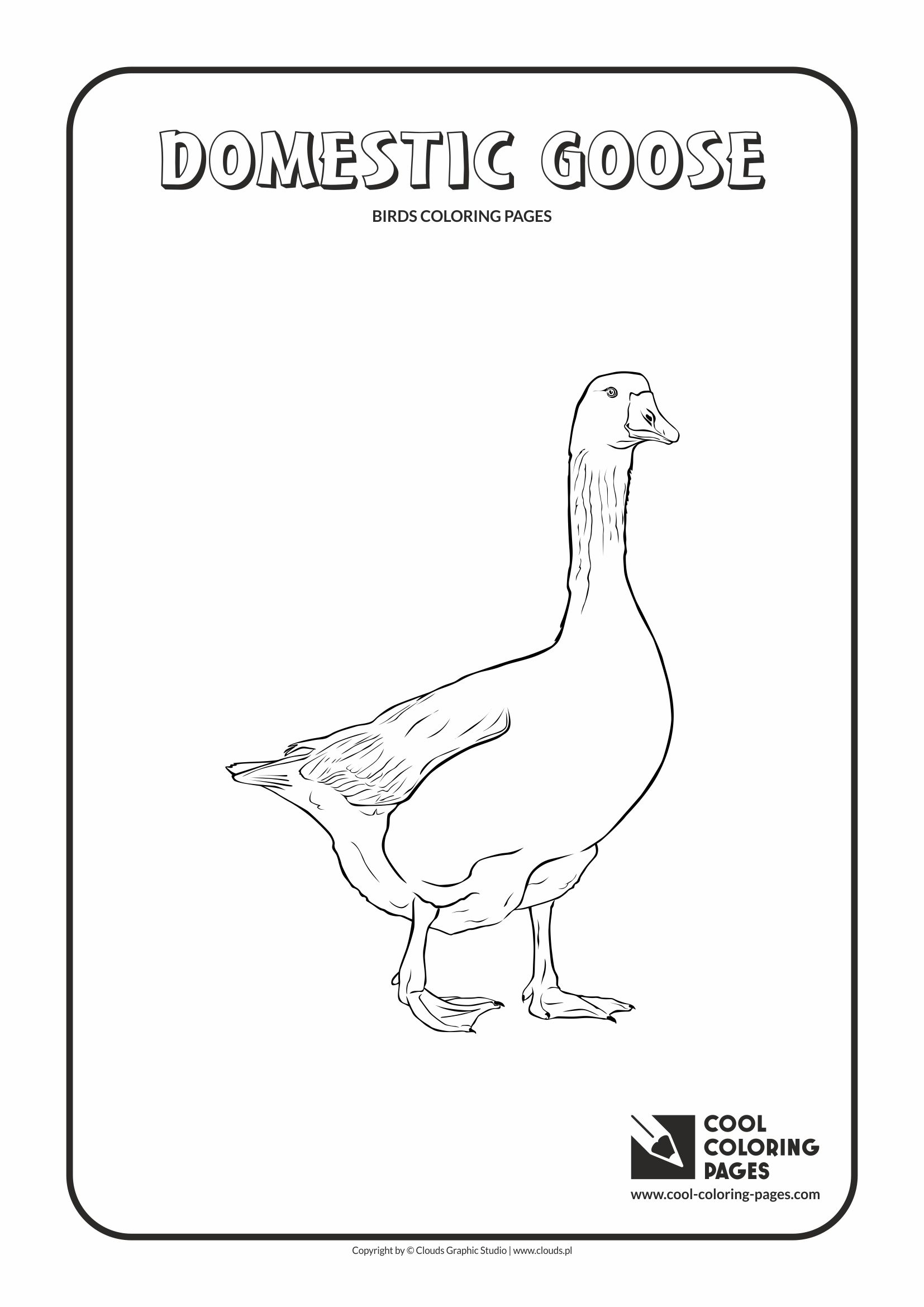 Cool Coloring Pages - Animals / Domestic goose / Coloring page with domestic goose
