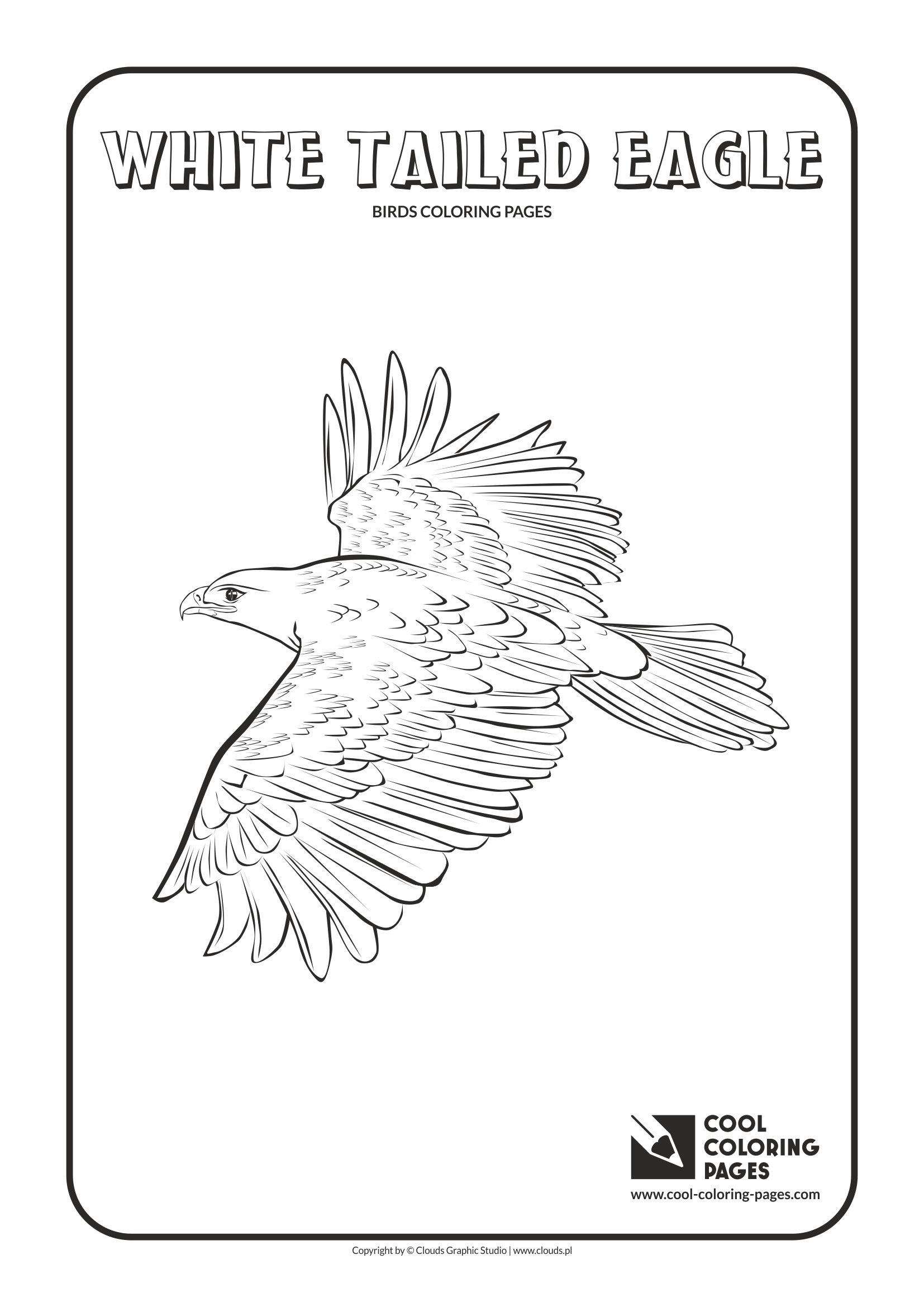 Cool Coloring Pages - Animals / White tailed eagle / Coloring page with white tailed eagle