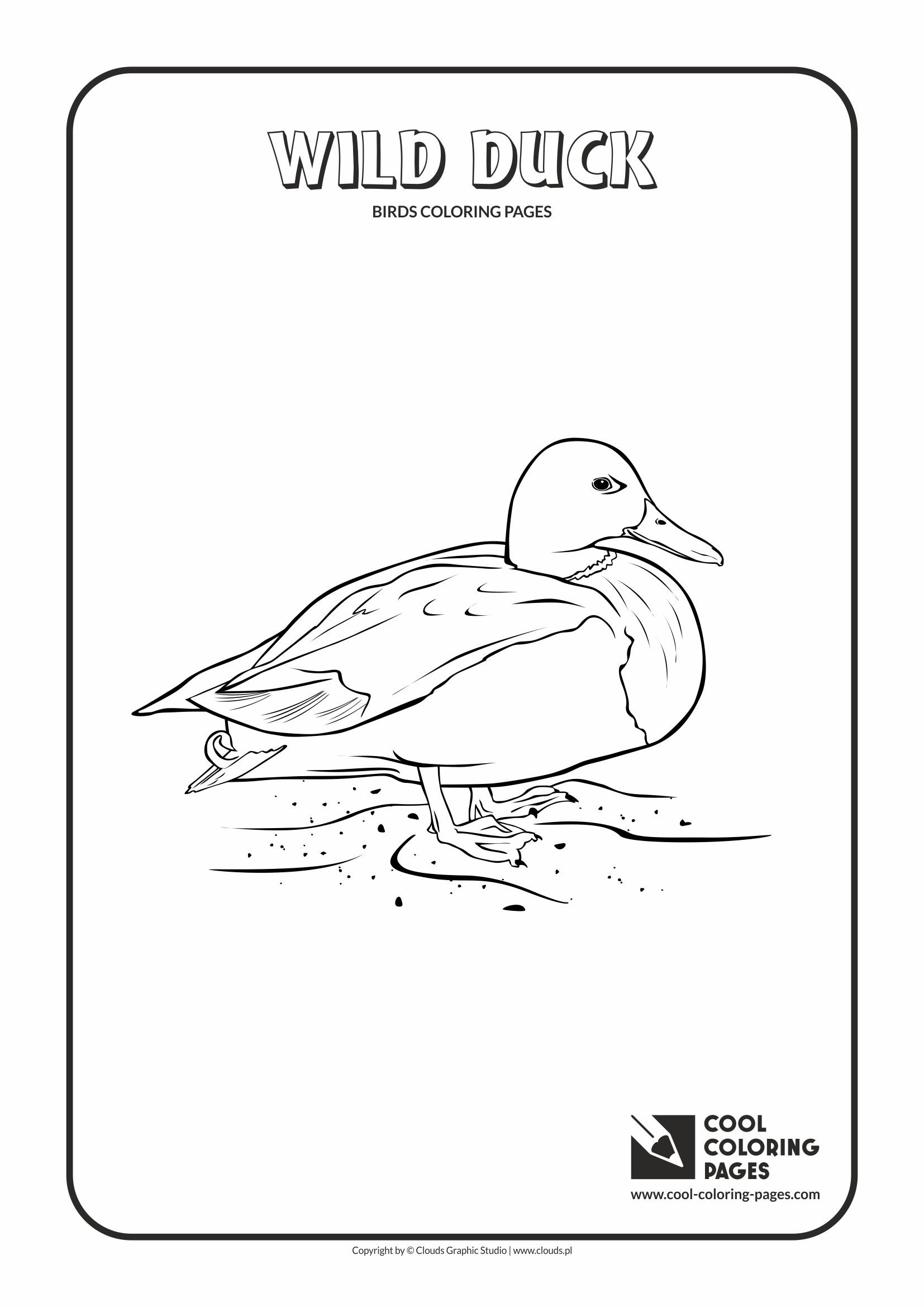 Cool Coloring Pages - Animals / Wild duck / Coloring page with wild duck