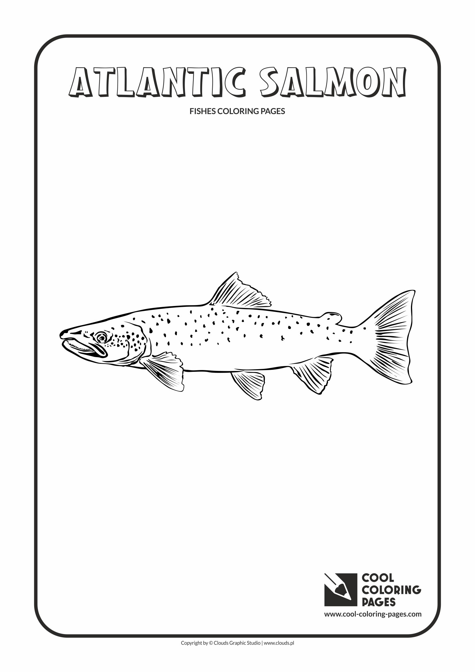 Cool Coloring Pages - Animals / Atlantic salmon / Coloring page with atlantic salmon