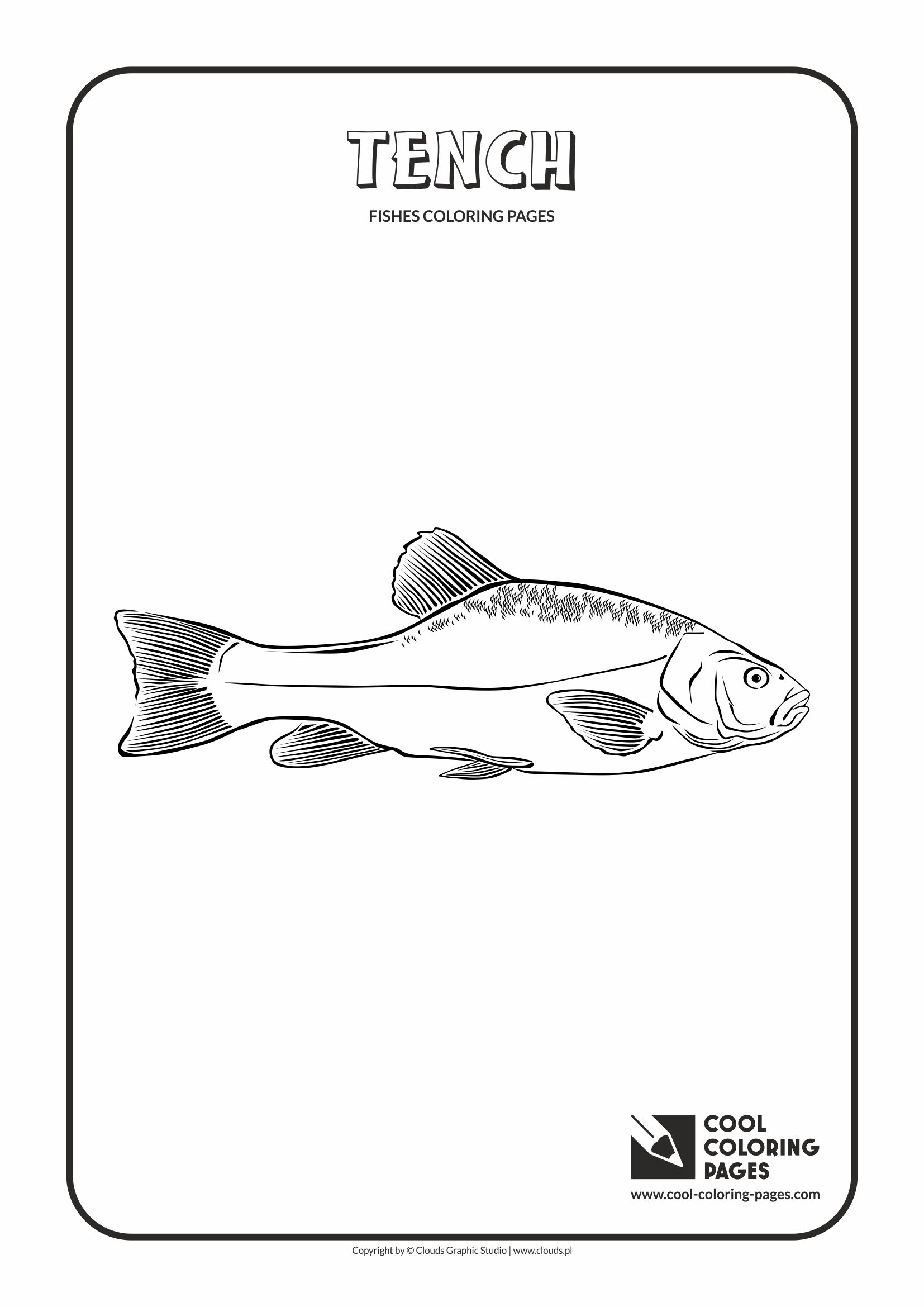 Cool Coloring Pages - Animals / Tench / Coloring page with tench