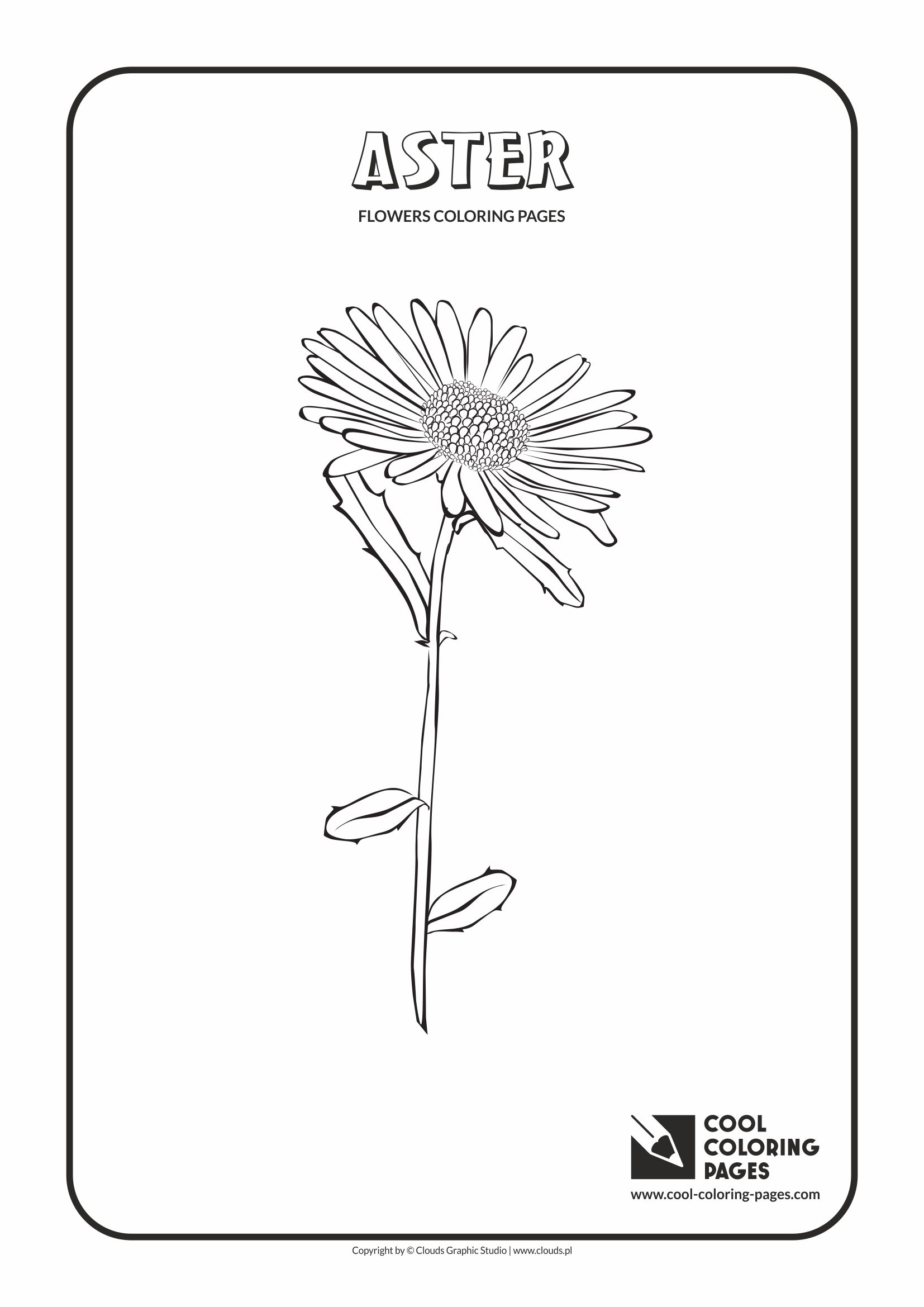 Cool Coloring Pages - Plants / Aster / Coloring page with aster