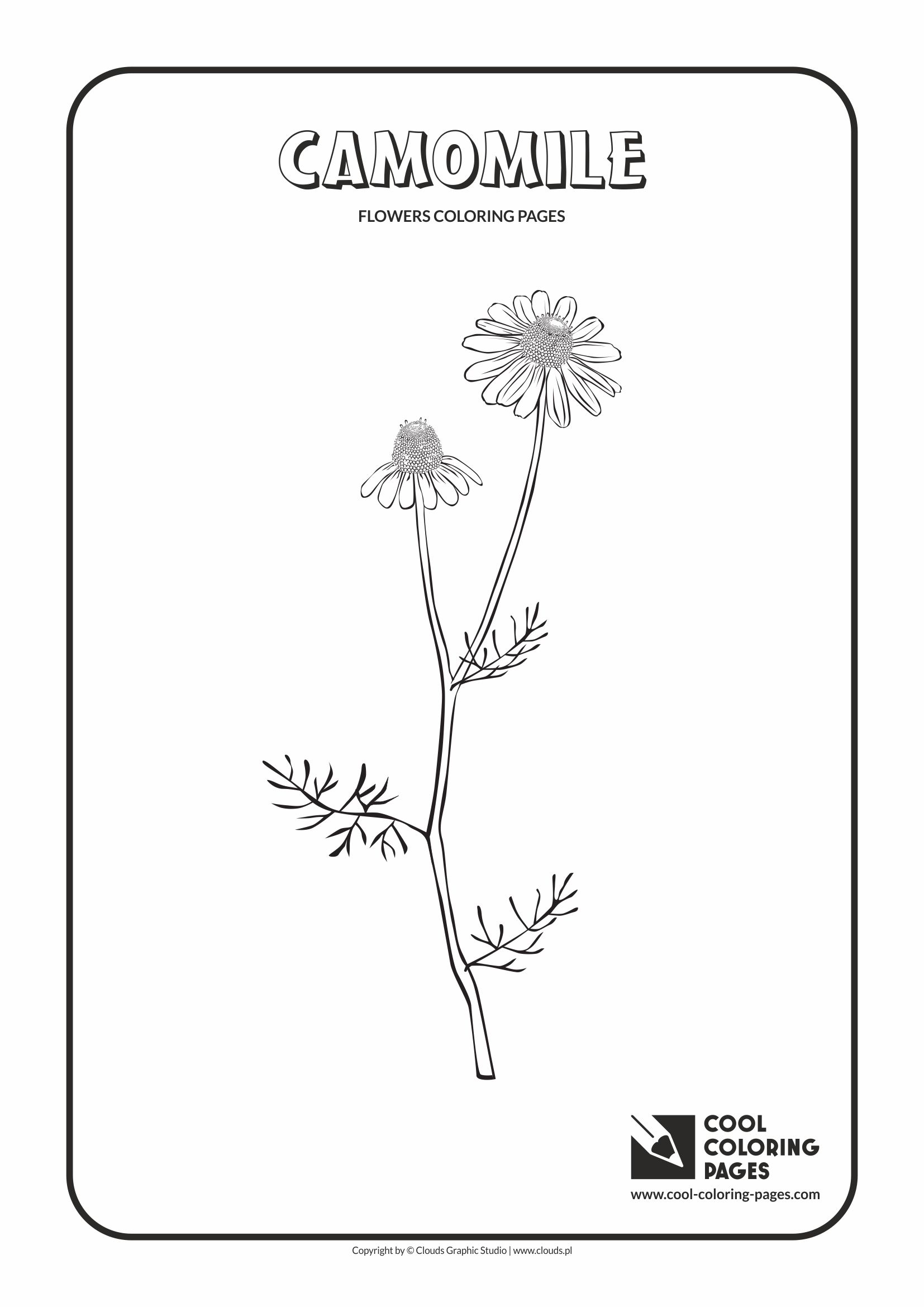 Cool Coloring Pages - Plants / Camomile / Coloring page with camomile