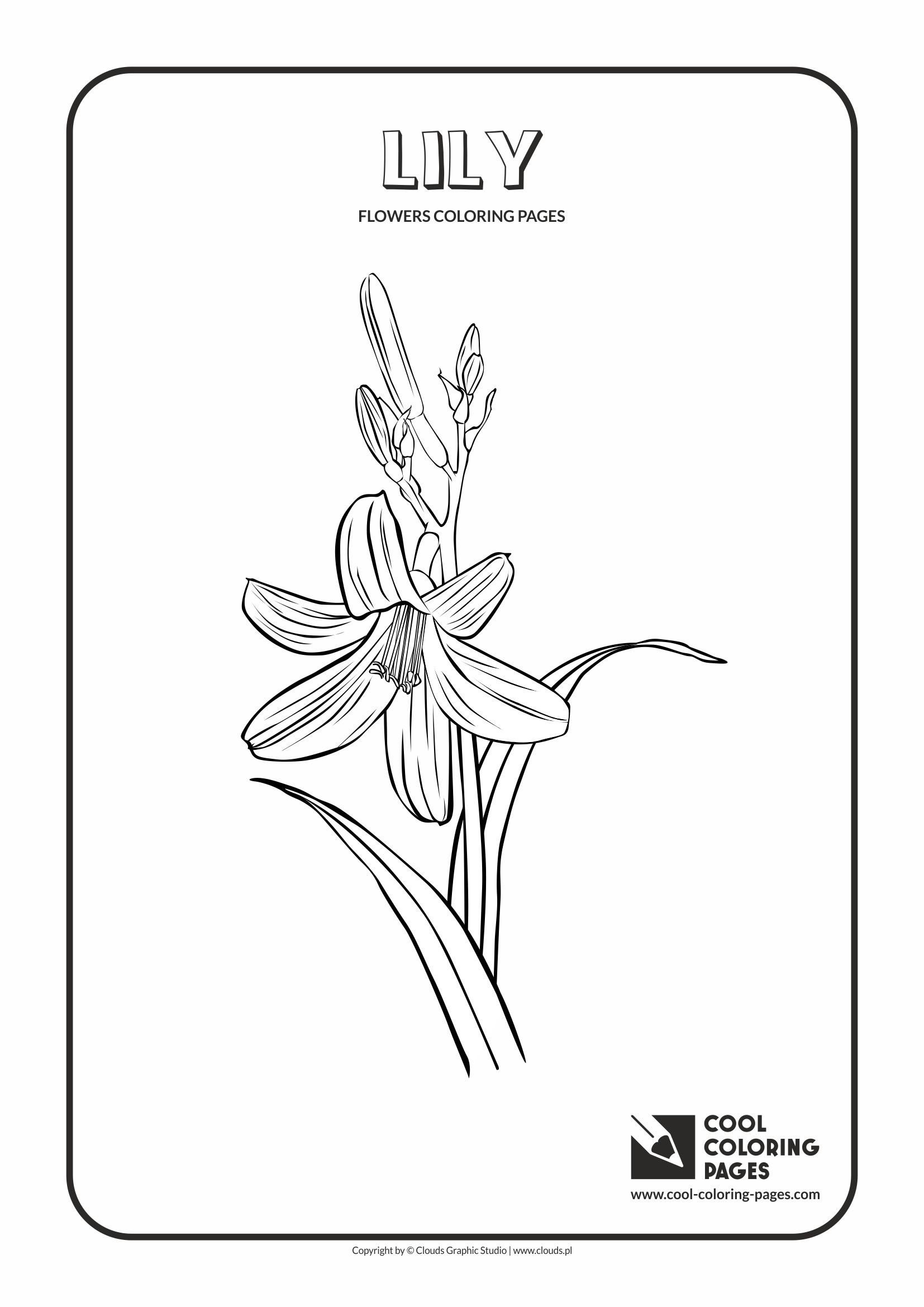 Cool Coloring Pages - Plants / Lily / Coloring page with lily