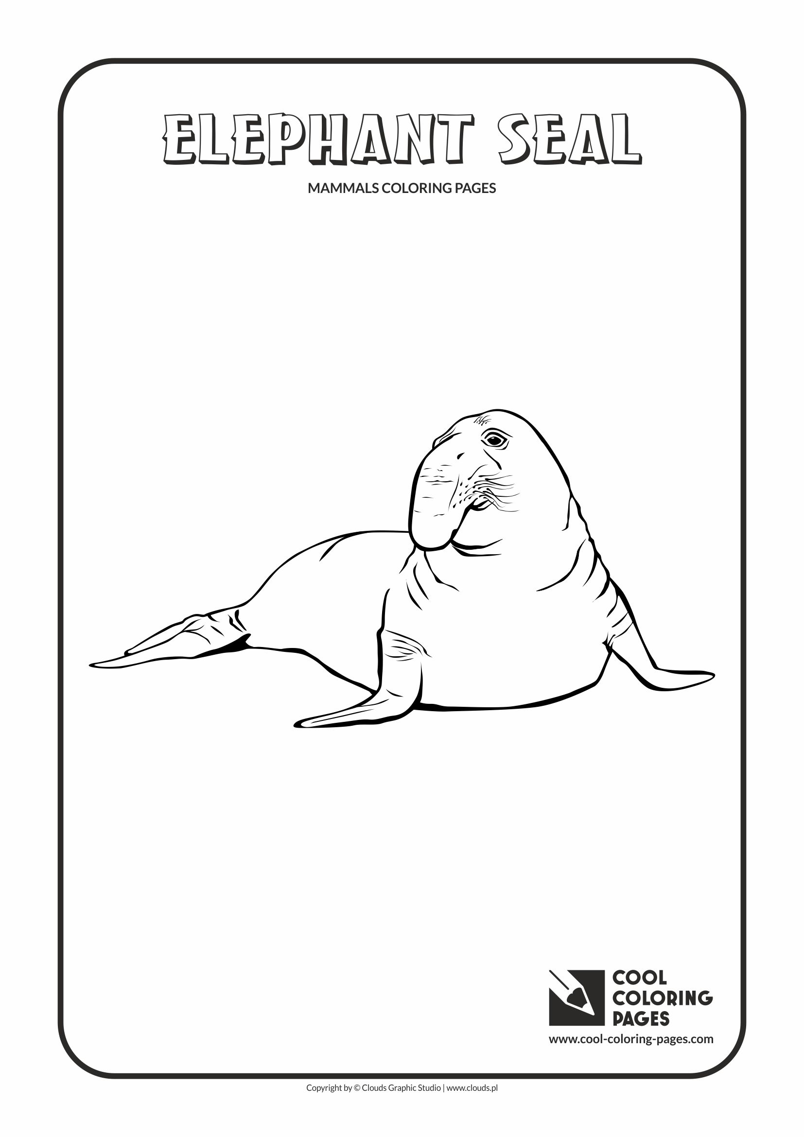 Cool Coloring Pages - Animals / Elephant seal / Coloring page with elephant seal