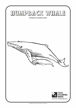 Cool Coloring Pages - Animals / Humpback whale / Coloring page with humpback whale