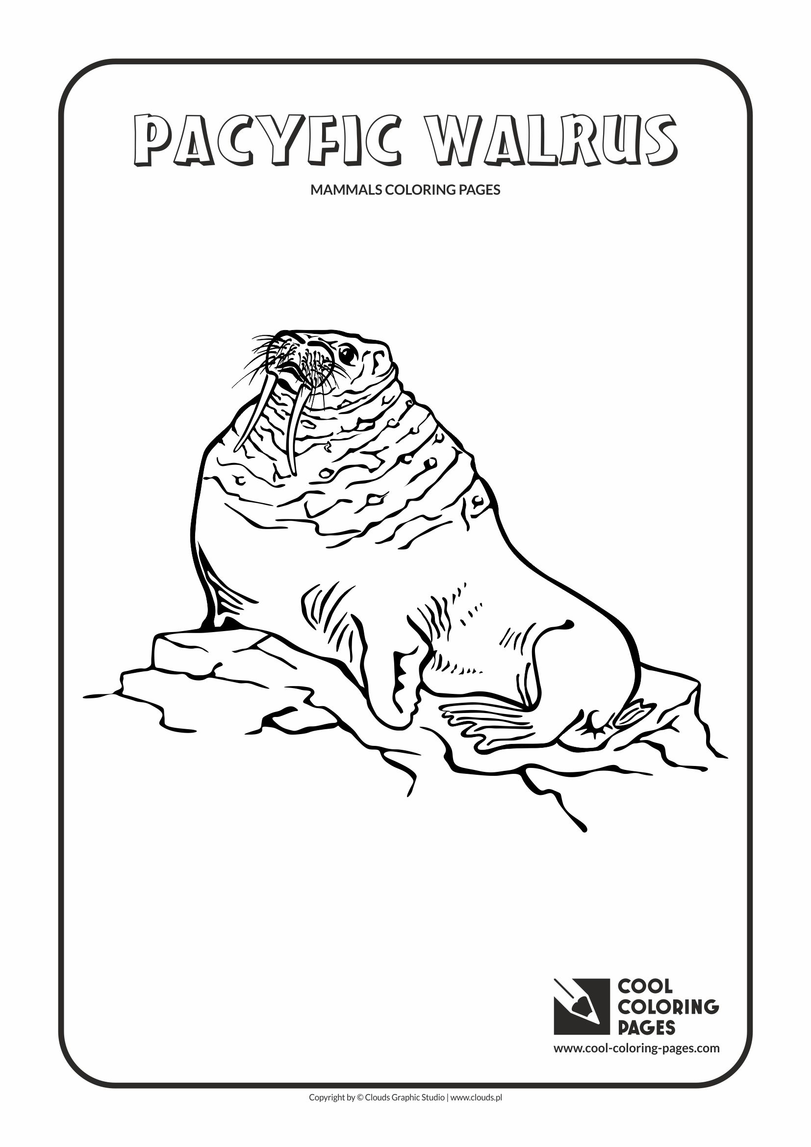 Cool Coloring Pages - Animals / Pacific walrus / Coloring page with pacific walrus